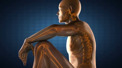 3D Human Skeleton Scan Anatomy Medical Animation