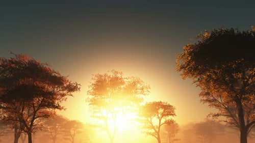 Sun Beams Through Trees 11