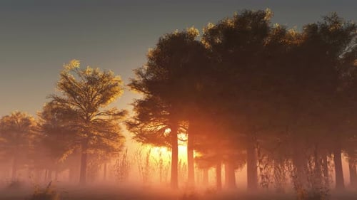 Sun Beams Through Trees 15