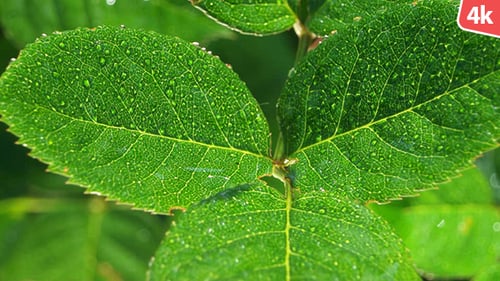 Green Leaf 564