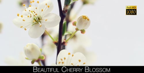 Close up of Spring Blossoms in Bloom