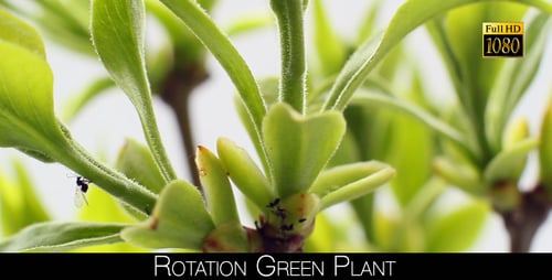 Rotation Green Plant