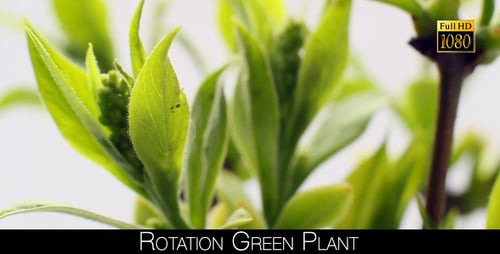 Rotation Green Plant 2
