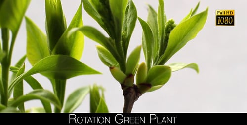 Plante verte Rotation 5