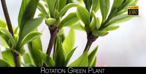 Rotation Green Plant 6