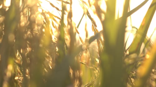 Golden Rice Field at Sunset