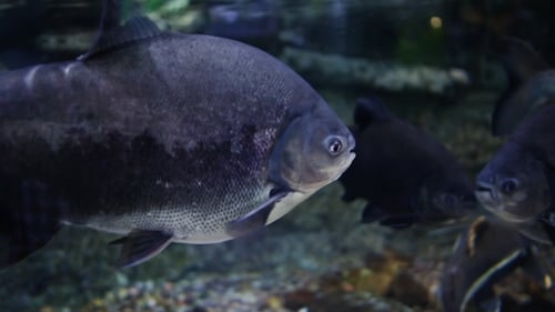 Fish Swimming Slowly in a Tank