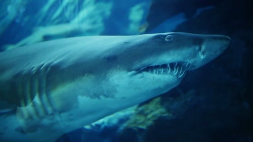 Shark In Underwater Aquarium Dubai Mall