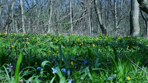 Forest In Early Spring