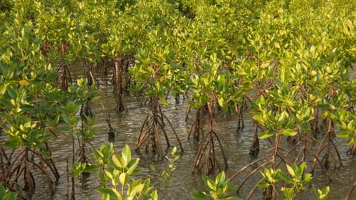 Mangrove