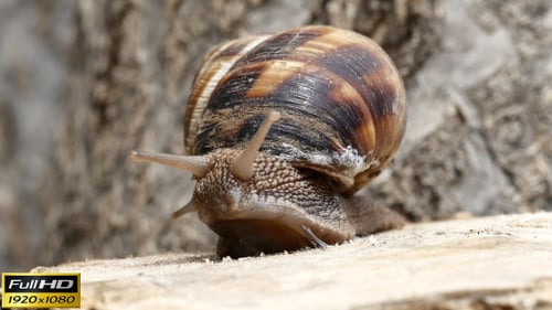 Garden Snail on a Stump
