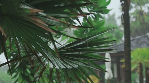 Palm At Tropical Downpour