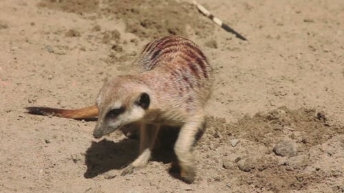 Meerkats Digging In The Sand