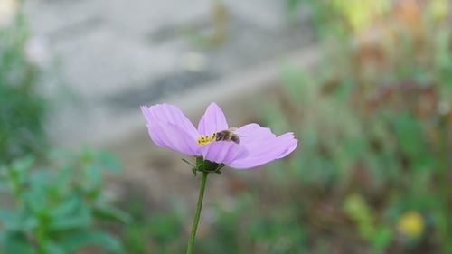 Bee on Purple Flower in Natural Setting