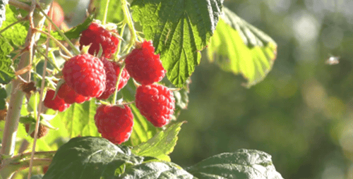 Raspberries