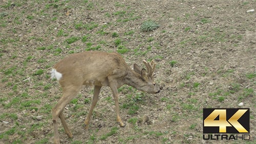 Young Deer Grazing in a Grassy Rural Field