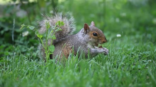 Squirrel Eating Seeds in the Park Washington DC USA