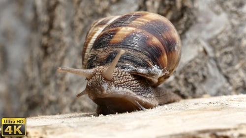 Snail Emerging from Shell on a Tree Stump