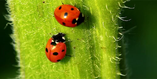Ladybugs Crawling on a Green Plant Stem