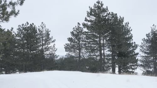 Winter background with coniferous woods and snow 3840X2160 UHD footage - Snowflakes falling over co