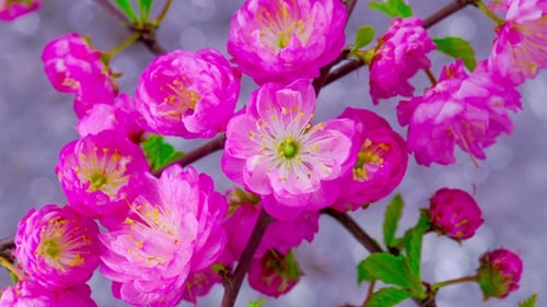 Pink Flowers Blooming in Time Lapse, Bokeh Background
