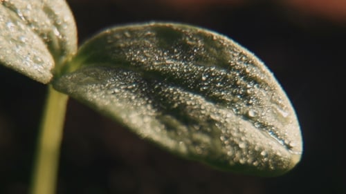 Close Up Of A Sprout With Water Droplets