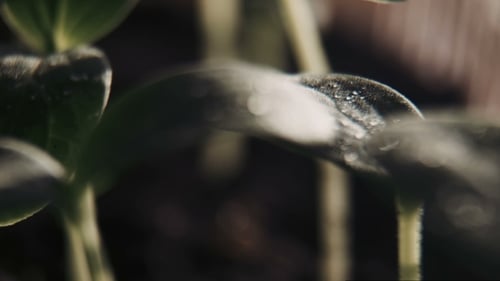 The Cucumber Sprouts