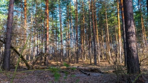 beautiful forest at sunset. protection of nature and environment. a reserved area. timelapse