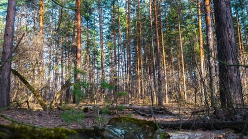 a log lying on the ground in the woods. the protected wildlife area. environmental protection