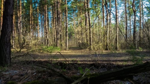 old pine forest at sunset. protection of nature. the sun through the leaf trees. ecology