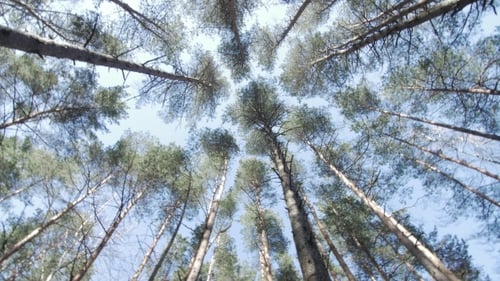 Top Of The Pine Trees.