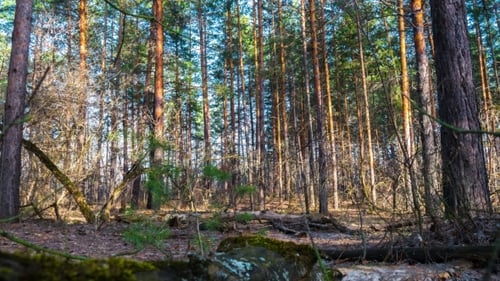 Kiefernwald bei Sonnenuntergang. Sonnenstrahlen brechen durch die Bäume. Baumstämme liegen auf dem Boden.