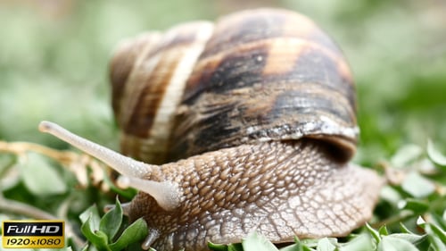 Snail Resting on Green Clover Patch
