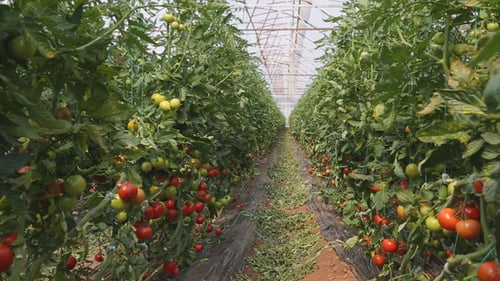 Tomato Plants with Ripe Fruit Growing in Greenhouse