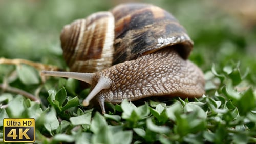 Snail Moving Slowly Over Green Foliage