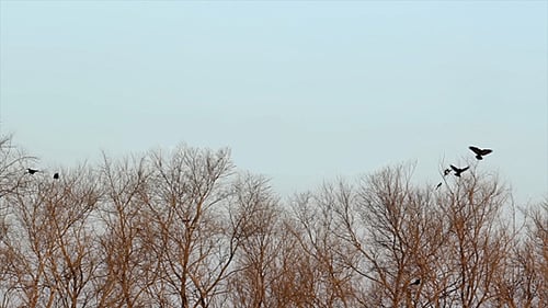 Birds