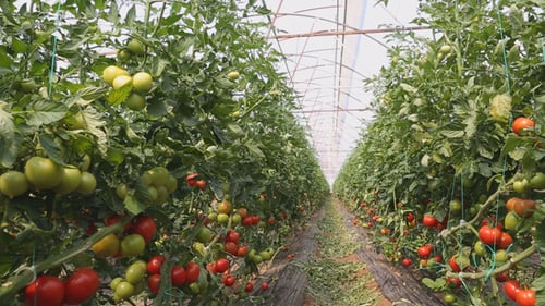 Lush Tomato Plants Growing in a Greenhouse