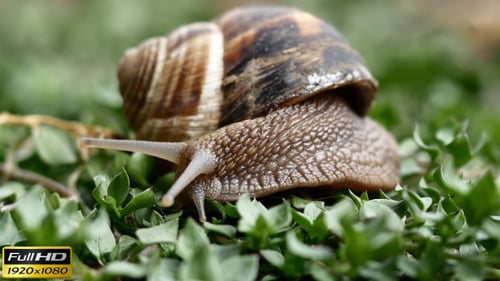 Detailed Snail Resting on Lush Greenery
