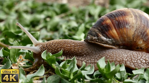 Snail Crawling Through Greenery in Macro Shot