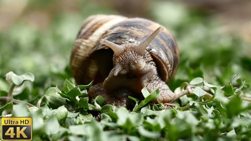 Snail Emerging from Shell on Green Leaves