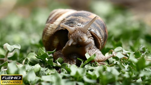 Snail Moving Slowly Through Green Vegetation