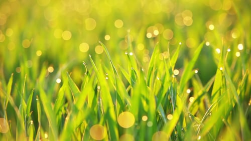 Grass and Dew are Trembling on the Wind