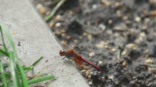 Red Dragonfly Resting on Concrete Ledge