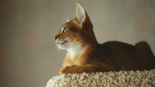Abyssinian Kitten