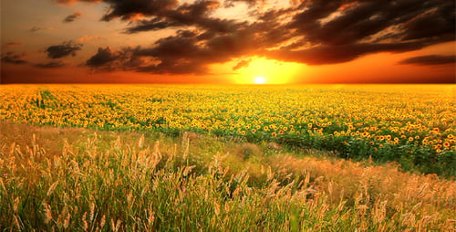 Blühende Sonnenblumen