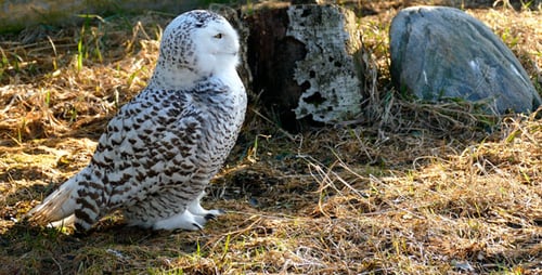 Snowy Owl Standing in the Sunlight