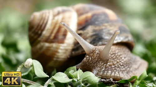 Snail Crawling Slowly on Green Plants
