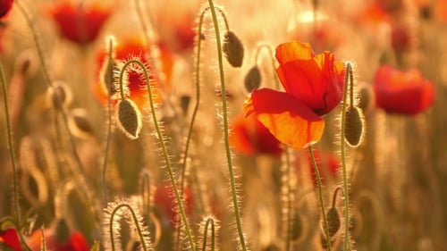 Rote Mohnblumen auf dem Feld