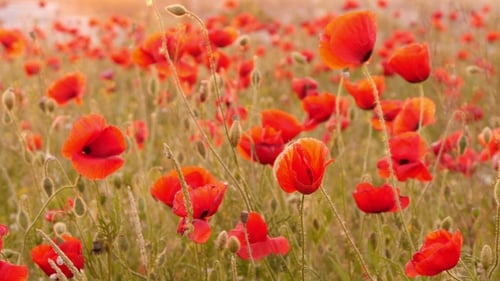 Beautiful Red Poppies In The Field