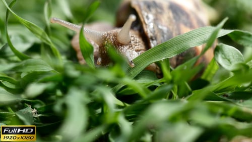 Schnecke im Gras - 5